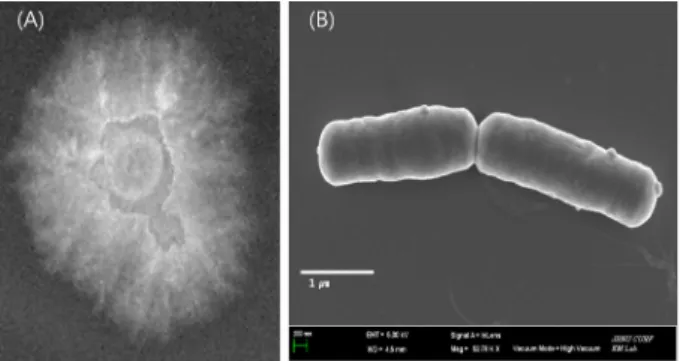 Fig. 1. (A) Colony morphology and (B) field emission scanning  electron micrograph of the strain SCK B11