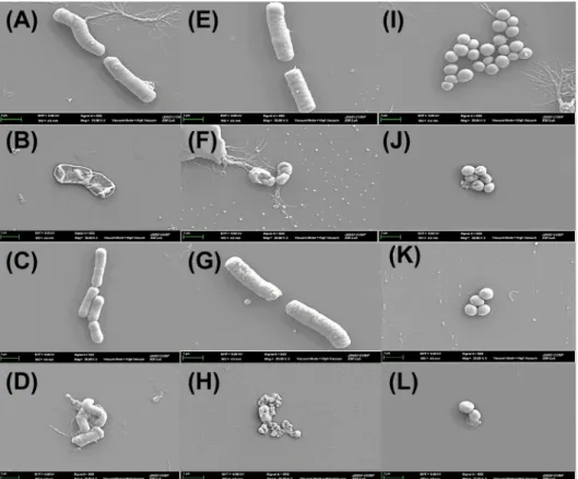 Fig. 2. Electron microscopic analysis of pathogens incubated with culture filtrate, which was filtered with 0.22 μm microfilter, of the strain SCK  B11