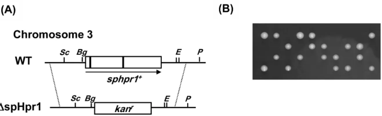 Fig. 1. S. pombe sphpr1 gene is essential for growth. (A) A schematic representing the construct of Δsphpr1 null allele in S