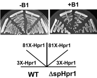 Fig. 2. Over-expression of sphpr1 causes no defect of cell growth. 