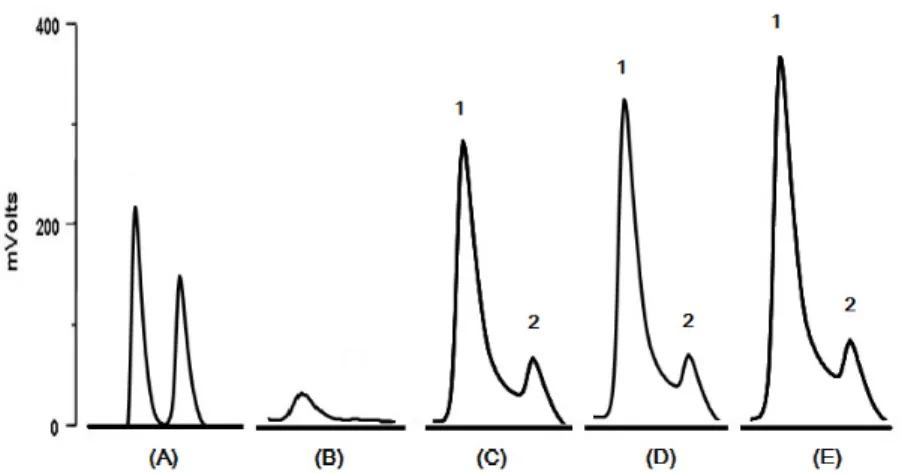 Fig.  3.  HPLC  chromatograms  of  a  mixture  or  authentic  standards,  lactic  acid  and  acetic  acid  (A)  and  of  culture  samples  of  L