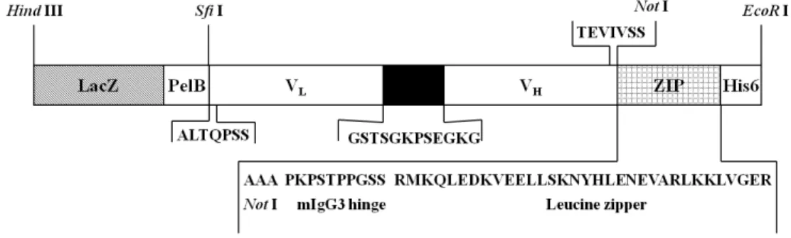 Fig.  1.  Construction  of  dimeric  8C3  ScFv  by  addition  of  leucine  zipper  motif