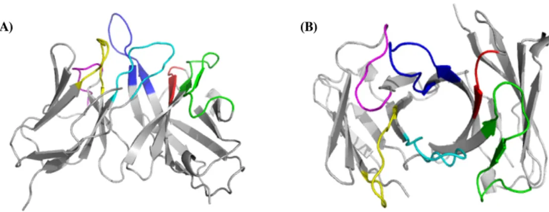 Fig.  2.  3D  modeling  of  chicken  8C3  Fv.  (A)  Side  view.  (B)  Top  view.  Coloered  region  represent  each  CDR  (HCDR  1:  red,  HCDR2:  green,  HCDR3:  blue,  LCDR  1:  yellow,  LCDR  2:  magenta  and  LCDR  3:  Cyan) 