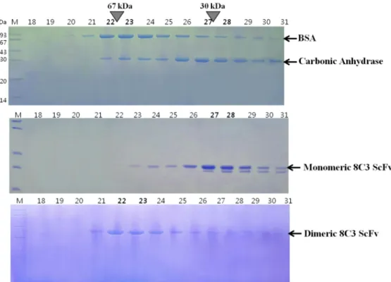 Fig.  4.  Size  exclusion  chromatography.  After  gel  filtration  through  Superdex  G-75  column,  SDS-PAGE  showed  recombinant  dimeric  8C3  ScFv  has  similar  elution  patterns  with  bovine  serum  albumin  (BSA)