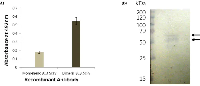 Fig.  6.  Antigen  binding  activities  of  dimeric  8C3  ScFv  by  ELISA  and  Western  blot