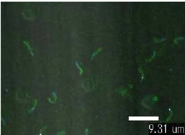 Fig.  7.  Immunocytochemistry.  Eimeria  tenella  sporozoites  were  fixed  on  siliconized  glass  slide  and  dimeric  ScFv  was  treated  on  the  slide