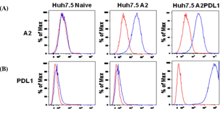 Fig.  1.  Stable  expression  of  HLA  A2+  or  PD-L1  in  huh7.5  cells  after  transduction  using  lentiviral  vector