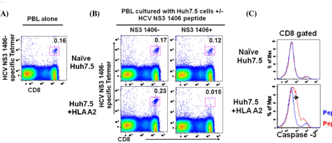 Fig.  4.  Reduction  in  CD8  T  cell  apoptosis  in  presence  of  PD-L1  on  huh7.5  cells