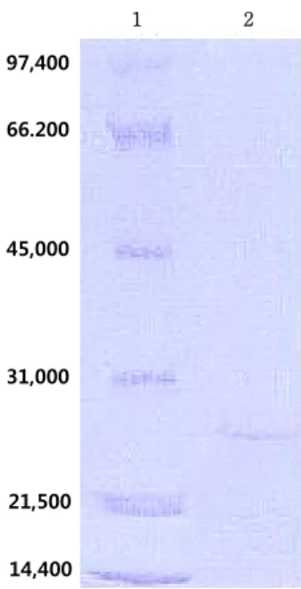 Fig.  1.  Scanning  electron  micrograph  of  the  B.  pseudofirmus  HS-54  cultured  on  the  isolation  medium  for  24  h.