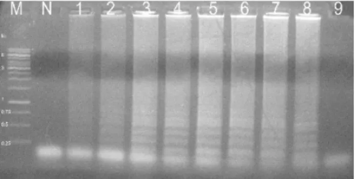 Fig.  3.  Requirements  for  four  PCC-LAMP  primers.  LAMP  was  performed  using  combinations  of  primers  minus  one  or  two  primer(s)