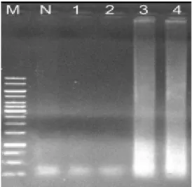 Fig.  7.  Application  of  PCC-LAMP  to  field  samples.  Lanes: 