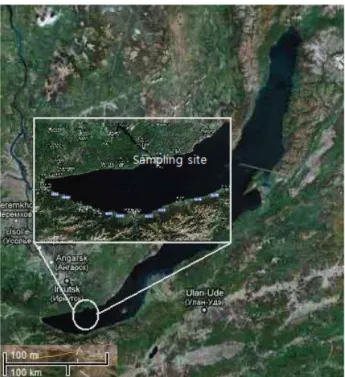 Fig.  1.  Map  of  the  sampling  site  at  Lake  Baikal  in  Russia. 로부터  penicillin을  발견한  이후부터  시작되었으며(11),  1942 년 Waksman이 그람 양성 및 음성균 그리고 결핵균에 유효한 항생물질인 streptomycin을 방선균으로부터 발견하였다