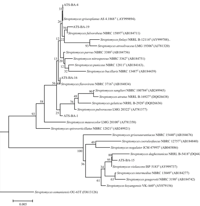 Fig.  2.  Neighbour-joining  phylogenetic  tree  showing  the  relationship  between  isolated  bacteria  and  related  species  of  the  genus  Streptomyces,  on  the  based  of  16S  rRNA  gene  sequences