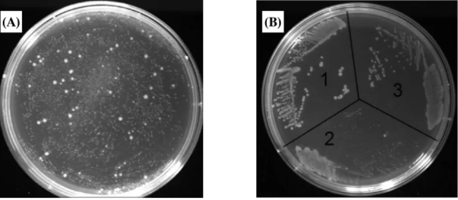 Fig.  2.  Isolation  of  mutants  with  reduced  toxicity.  (A)  isolation  of  mutants