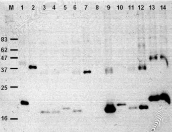 Fig.  3.  Dot  blot  of  30  mutants  with  reduced  toxicity. 