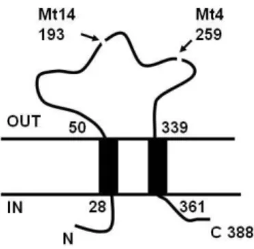Fig.  5.  The  amino  sequence  of  human  P2X 4  and  locations  of  stop  codons  in  the  Mt4  and  Mt14