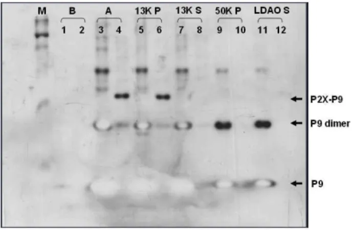 Fig.  6.  Cellular  localization  of  P9-P2X  derivative  from  Mt4. 