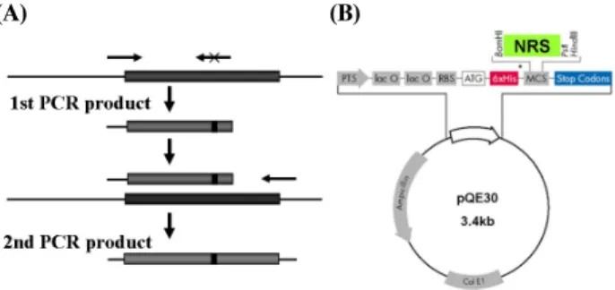 Fig.  3.  Generation  of  mutant  proteins  of  N-terminal  domain  of  riboflavin  synthase  (N-RS)