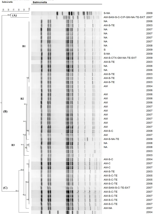 Fig.  1.  Dendrogram  showing  the  clustering  of  PFGE  patterns  after  XbaI  digestion  for  S