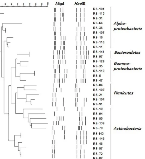 Fig.  1.  Dendrogram  showing  the  relationship  among  bacterial  isolates  based  on  the  16S  rDNA-RFLP  profiles