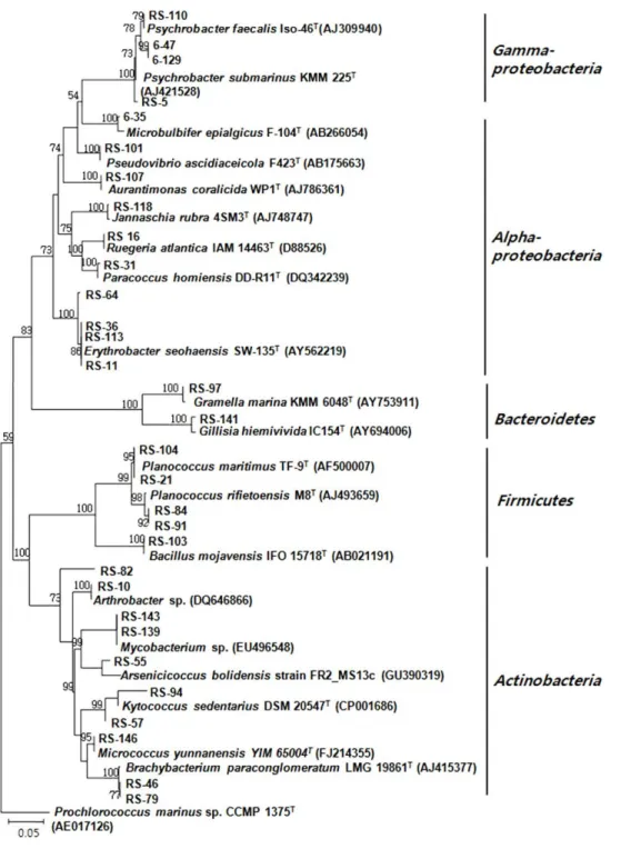 Fig.  3.  Phylogenetic  relationship  determined  from  the  16S  rDNA  sequences  of  bacteria  isolated  from  the  marine  sponge  Spirastrella  abata  (RS)