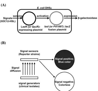 Fig.  1.  The  reporter  strains  used  in  this  study  (A)  and  the  principle  of  the  signal  diffusion  assay  (B)