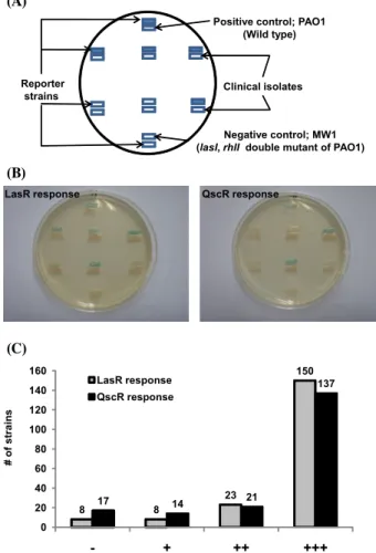 Fig.  2.  Examples  of  the  signal  diffusion  assay  (A,  B)  and  the  final  result  about  QS  signal  production  (C).