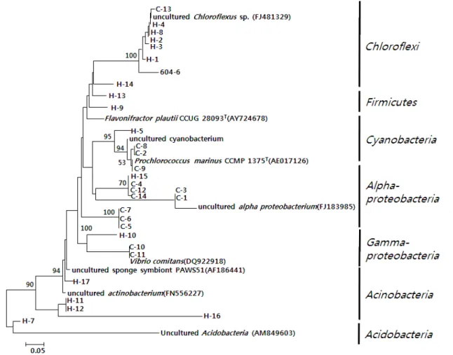 Fig.  3.  Phylogenetic  tree  based  on  16S  rDNA  sequences  retrieved  from  the  DGGE  bands  of  the  sponges,  Hyrtios  sp