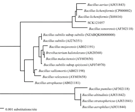 Fig.  2.  Neighbour-joining  tree  based  on  16S  rRNA  sequences  (1,443  bp),  showing  the  phylogenetic  relationship  between  the  strain  SCK  121057  and  closely  related  species  of  Bacillus