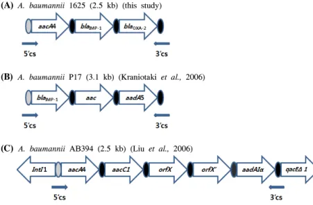 Fig.  2.  Comparison  of  structures  of  integrons  found  in  A.  baumannii  1625  and  other  A