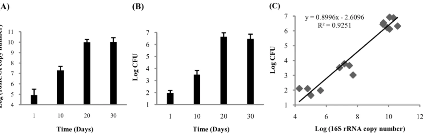 Fig.  2.  Correlation  of  CFU  with  the  copy  number  of  16S  rRNA  from  Mtb  growing  in  the  lungs  of  C57BL/6  mice