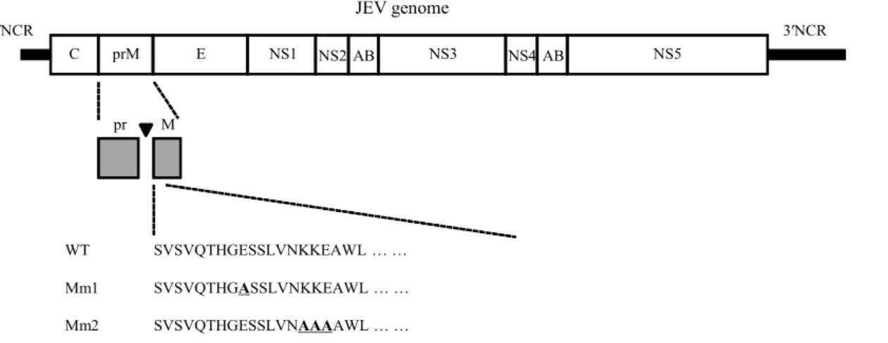 Fig.  1.  Schematic  diagram  of  the  JEV  WT  and  two  M  mutant  cDNAs,  Mm1  and  Mm2