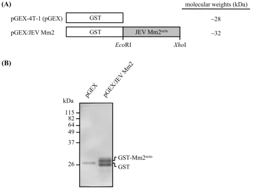 Fig.  3.  Expression  of  the  N-terminal  44  amino  acids  of  the  M  protein  of  JEV  Mm2  mutant  as  a  GST  fusion  protein  (GST-Mm2 ecto )