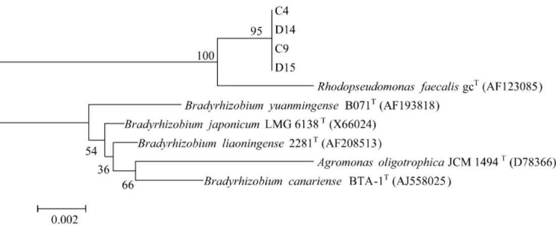 Fig.  1.  Phylogenetic  tree  for  the  isolated  purple  nonsulfur  bacteria  constructed  by  Neighbour-joining  method  of  NCBI  blast  program  using  approximately  1,400  bp  of  16S  rDNA  sequences.