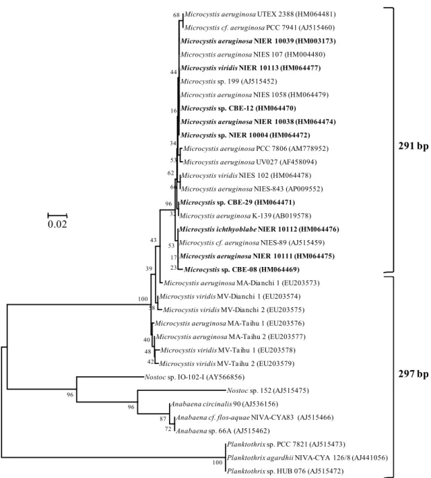 Fig.  1.  Phylogenetic  tree  based  on  the  partial  sequences  of  mcyA  gene  in  microcystin-producing  cyanobacteria