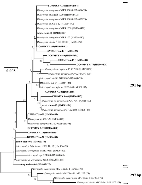 Fig.  2.  Phylogenetic  tree  based  on  the  partial  sequences  of  mcyA  gene  found  in  the  Korean  reservoirs  and  taken  from  the  GenBank  Database