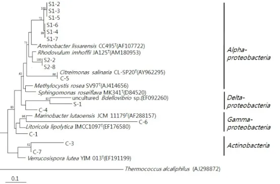 Fig.  3.  Phylogenetic  tree  from  analysis  of  16S  rDNA  sequences  of  DGGE  bands  from  S