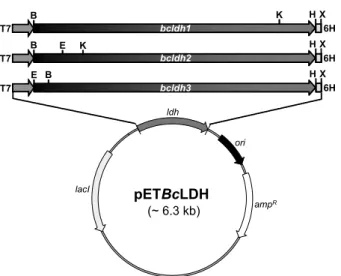 Fig.  4.  Time-course  evaluation  of  BcLDH1  activities  against  stereoisomeric  substrates