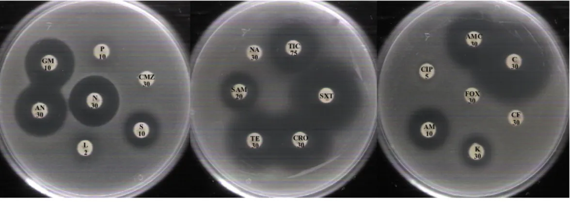 Fig.  4.  Antibiotics  susceptibility  of  L.  brevis  HLJ59. 
