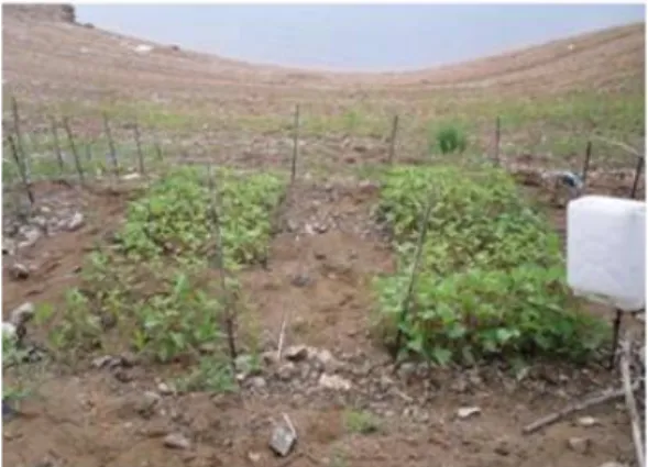 Fig.  1.  X.  italicum  (left  site,  uninoculated  control;  right  site,  ino- ino-culated  site)  grown  in  the  lakeside  experimental  site  at  Lake  Paro  on  July  8,  2009