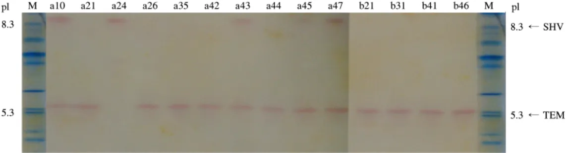 Fig.  6.  IEF  points  of  ESBL  produced  by  transconjugants.