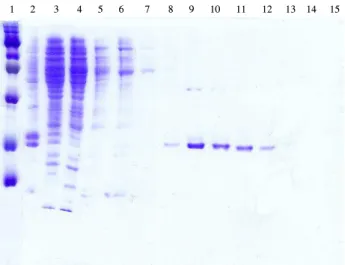 Fig.  1.  SDS-PAGE  analysis  of  6XHis-Lrp  wild  type.  The  Lrp  was  analyzed  by  Coomassie  blue-stained  13%  acrylamide  gel