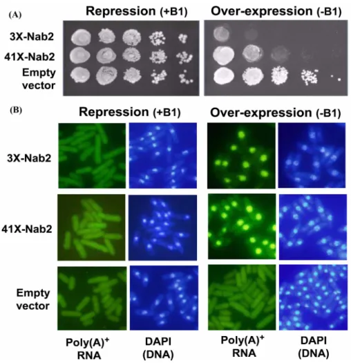 Fig. 3. Nab2 over-expression cause the defects of cell growth and mRNA export. (A) Growth of wild type (AY217) transformed with empty vector, 41X-Nab2, and 3X-Nab2