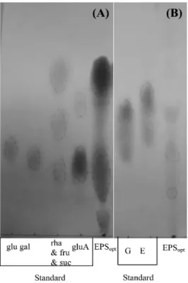 Fig. 4. Molecular weight determination of EPS by SDS-PAGE. A mixture of protein markers (0.6 µg) as well as EPS (300 µg) was resolved on 0.1 % SDS-15% PAGE