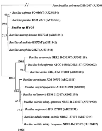 Fig. 1. Neighbour-joining tree, based on 16S rRNA gene sequences, showing the phylogenetic position of HY-20 with respect to species of the genus Bacillus