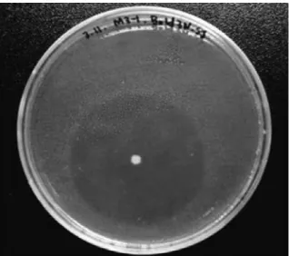 Fig. 1. Forming clear zone of diameter 50.0 mm after 20 days on M.