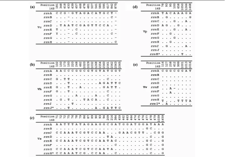 Table 2. Variable positions in the complete sequences of the 16S rRNA genes from the studied Vibrio 