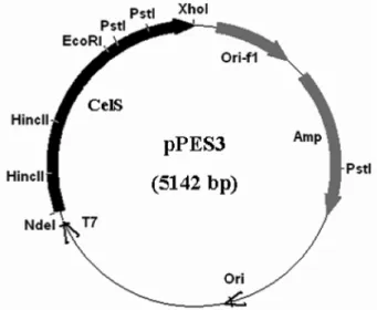 Fig. 1.  Structure of recombinant plasmid pPES3 containing the cellulase gene. Black bar indicates the cellulase gene