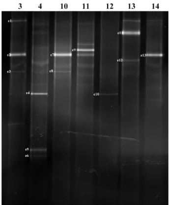 Fig. 3.  DGGE profile based on 16S rRNA gene generated from anaerobic batch test. The PCR fragments were separated on a 10%