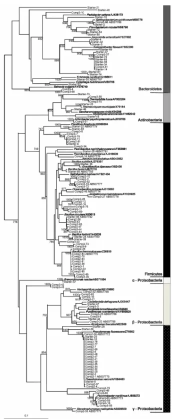 Fig. 4.  Phylogenetic tree based on the partial sequence of 16S rRNA genes cloned from the composting reactor